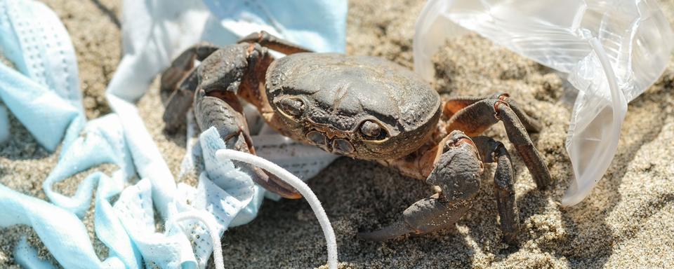 Gros plan sur un crabe sur une plage entouré de détritus dont un masque chirurgical. [Depositphotos - Paolo_galasso]