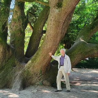 Georges Pury, paysagiste et pépiniériste retraité, au pied de l’Abiès (sapin blanc) du parc de l’Entremonts à Yverdon. [RTS - Xavier Bloch]