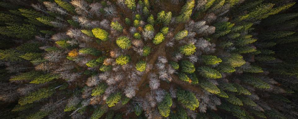 Cette photographie aérienne prise montre des épicéas morts au milieu de la forêt du Risoux. Le Chenit, le 19 octobre 2022. [AFP - Valentin Flauraud]