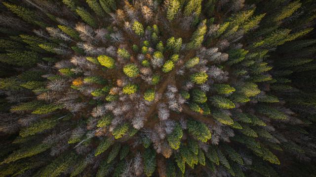 Cette photographie aérienne prise montre des épicéas morts au milieu de la forêt du Risoux. Le Chenit, le 19 octobre 2022. [AFP - Valentin Flauraud]