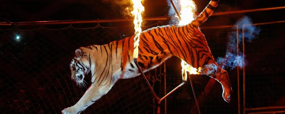 Tigres dans un cirque. [Keystone - EPA/ Sergey Dolzhenko]