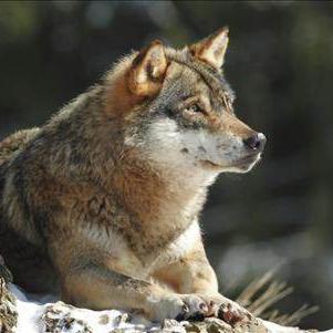 Le canton de Vaud a procédé à un nouveau tir de régulation du loup dans le Jura vaudois. [Biosphoto via AFP - Biosphoto / Fabien Bruggmann & Bruno Fouillat]