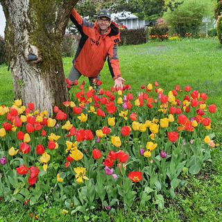Jacky Giraudeau, concierge à Lausanne, admire les tulipes de 2ème main plantées dans le jardin du lotissement dont il a la charge. [RTS - Xavier Bloch]
