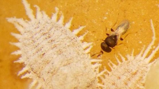 Une guêpe parasitoïde d'à peine un millimètre émerge d’une cochenille farineuse. [Centre international pour l'agriculture et les sciences biologiques (CABI) - Lukas Seehausen]