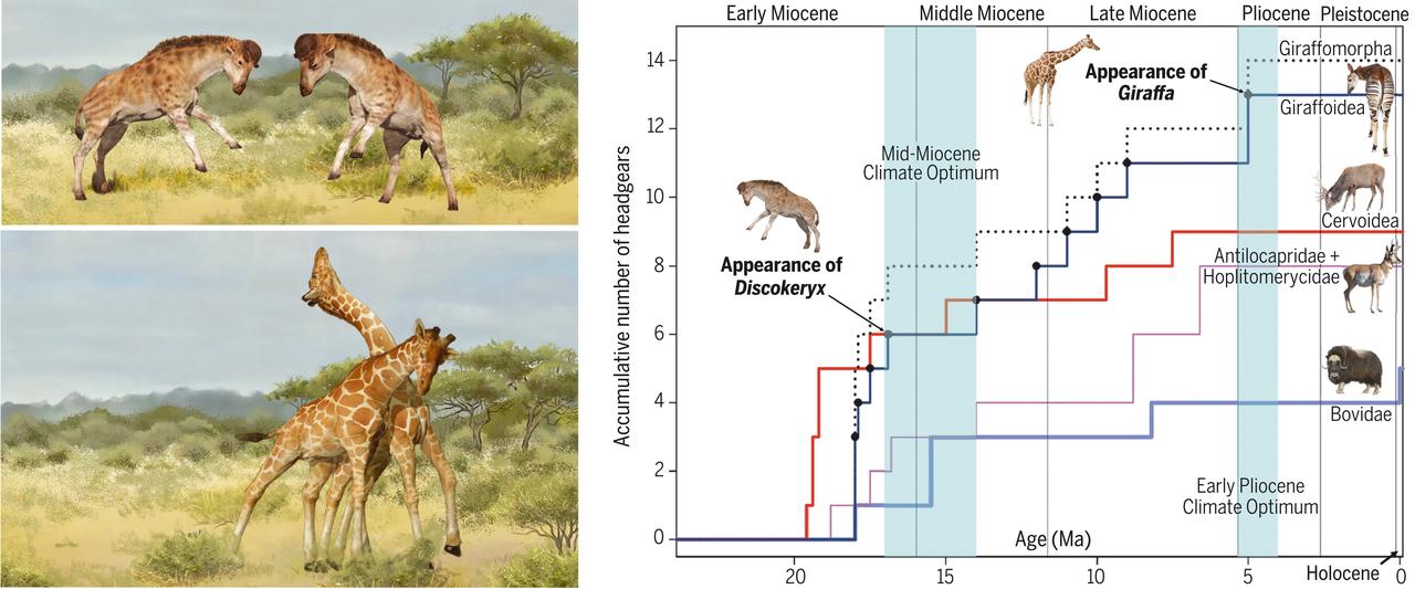 Les combats entre mâles à l'origine de l'allongement du cou des girafes. [Y. WANG AND X. GUO]