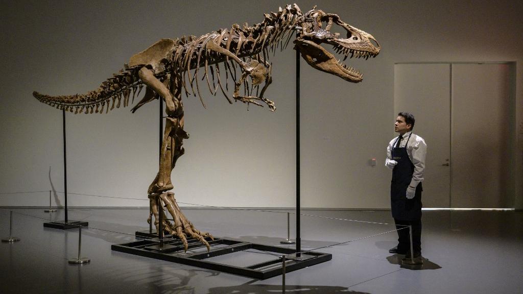 Un squelette de Gorgosaurus vendu 6,1 millions de dollars [AFP - Angela Weiss]