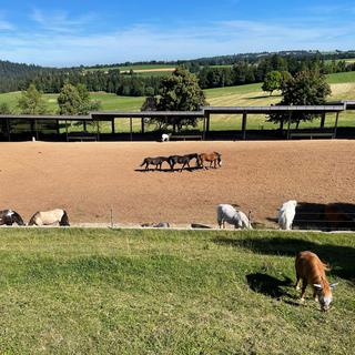 La maison de retraite pour chevaux le Roselet dans les Franches-Montagnes. [RTS - Mathilde Pelletier]