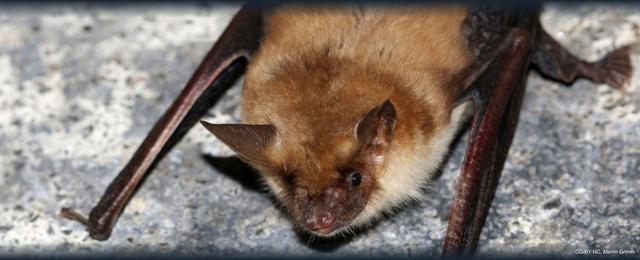 Un Grand Murin, Myotis myotis de son nom latin, fait partie des chauves-souris qui possèdent plusieurs copies du gène PKR. [Ville de Genève - Martin Grimm/CC-BY-NC]