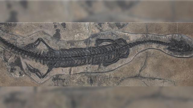 Une nouvelle espèce de saurien marin fossile a été trouvée dans les Grisons [DR - Swiss Journal of Palaeontology]