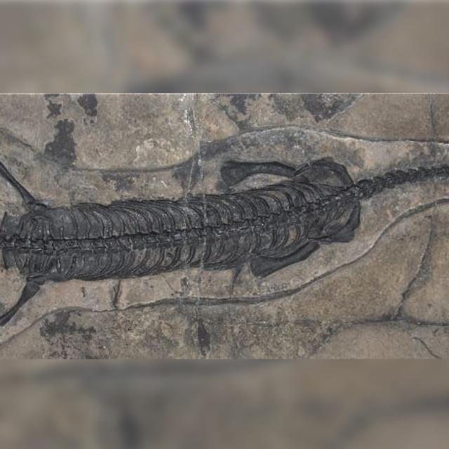 Une nouvelle espèce de saurien marin fossile a été trouvée dans les Grisons [DR - Swiss Journal of Palaeontology]