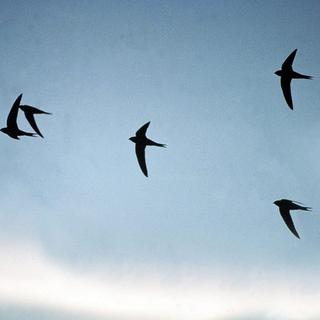 Un groupe de martinets noirs. [BirdLife Schweiz]