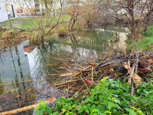 Hutte de castors sur la Suze de Madretsch à Bienne [Ville de Bienne]