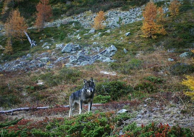 Le loup est le premier animal à avoir été domestiqué par l'humain. [Keystone]