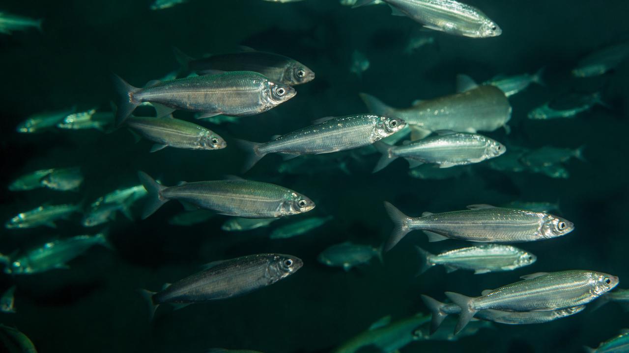 Le corégone a été désigné poisson de l'année 2022. Ce poisson, vital pour les pêcheurs professionnels, est un "ambassadeur de la biodiversité", mais il est menacé. [FSP]