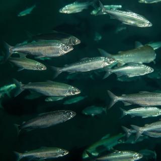 Le corégone a été désigné poisson de l'année 2022. Ce poisson, vital pour les pêcheurs professionnels, est un "ambassadeur de la biodiversité", mais il est menacé. [FSP]