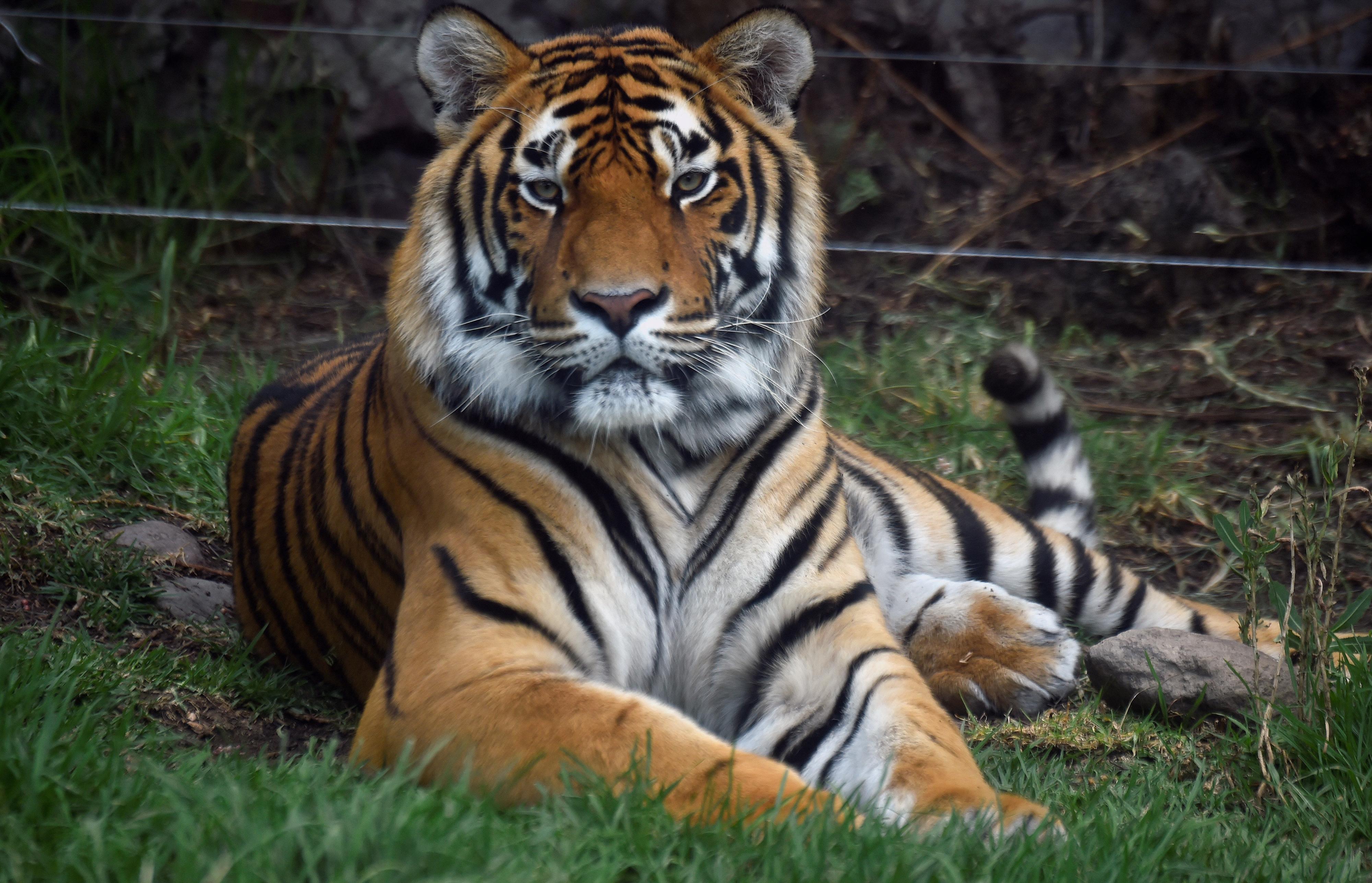 Le tigre sauvage reste une espèce menacée [AFP - ALFREDO ESTRELLA]