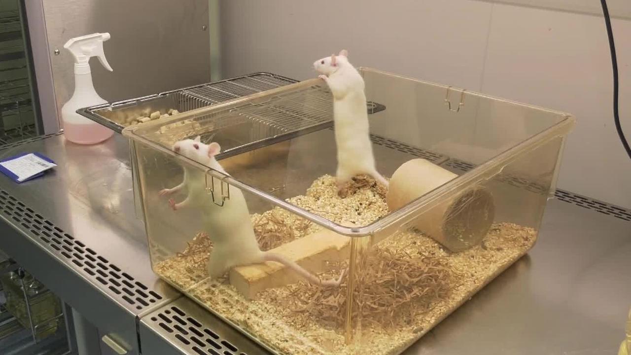 C'est désormais possible d'adopter un rat de laboratoire issu de l'animalerie de l'EPFL