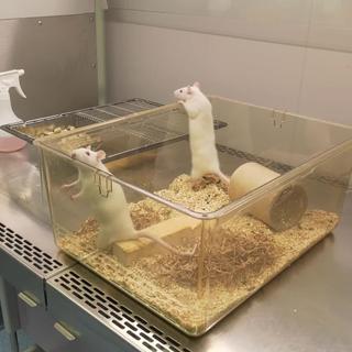 C'est désormais possible d'adopter un rat de laboratoire issu de l'animalerie de l'EPFL