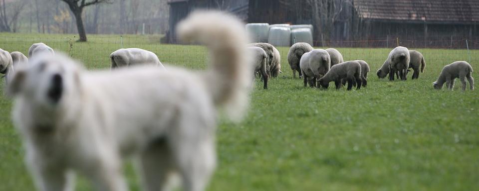 Le canton du Jura veut protéger le bétail des attaques du loup. [Keystone - Peter Schneider]