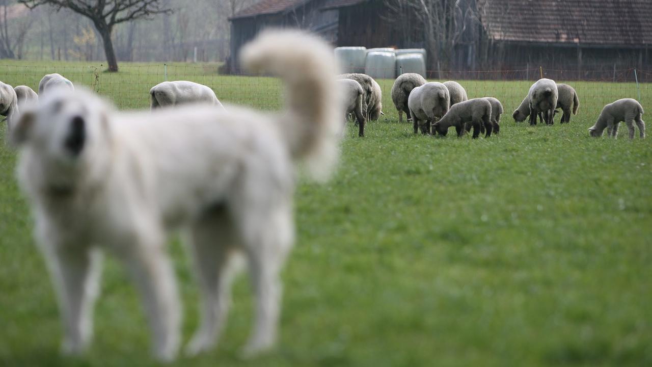 Le canton du Jura veut protéger le bétail des attaques du loup. [Keystone - Peter Schneider]