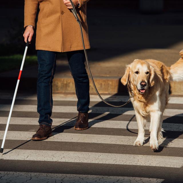 Un passage piéton traversé par une personne malvoyante et son chien. [Depositphotos - IgorVetushko]