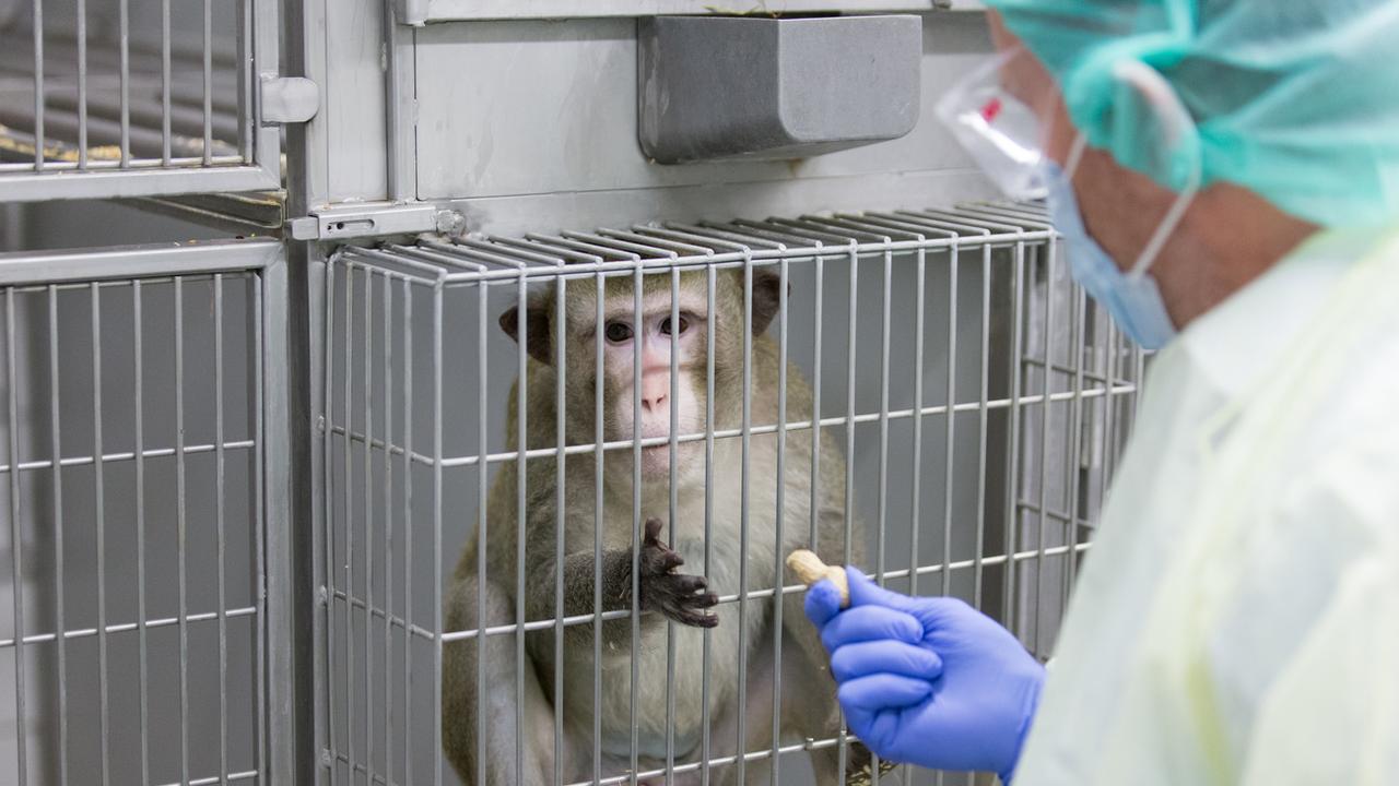 Pour les initiants, les arguments éthiques pour l'interdiction de l'expérimentation animale et humaine sont clairs [KEYSTONE]