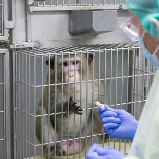Pour les initiants, les arguments éthiques pour l'interdiction de l'expérimentation animale et humaine sont clairs [KEYSTONE]