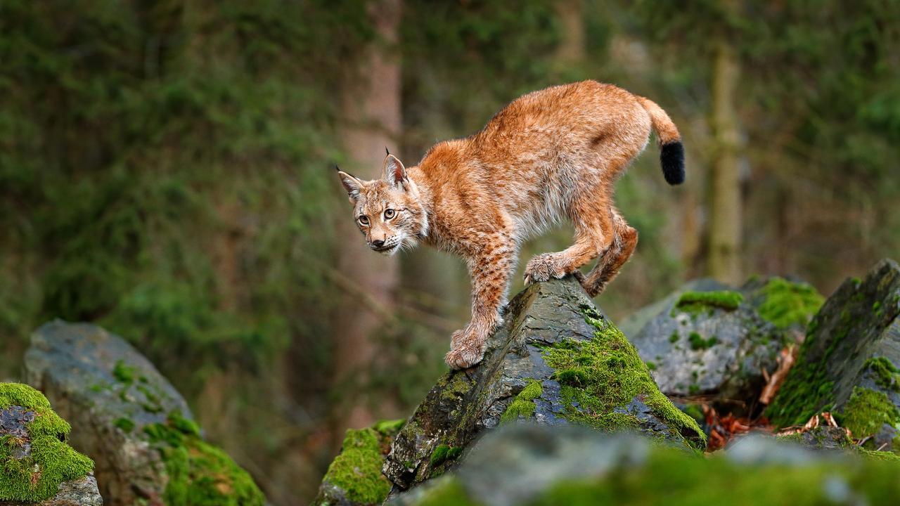 Le Lynx qui a été réintroduit en Suisse au début des années 1970.
OndrejProsicky
Auteur OndrejProsicky [OndrejProsicky]