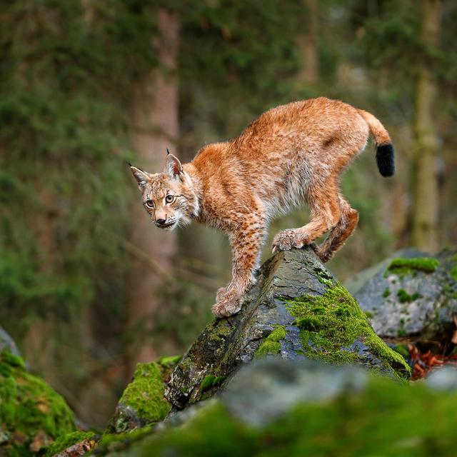 Le Lynx qui a été réintroduit en Suisse au début des années 1970.
OndrejProsicky
Auteur OndrejProsicky [OndrejProsicky]