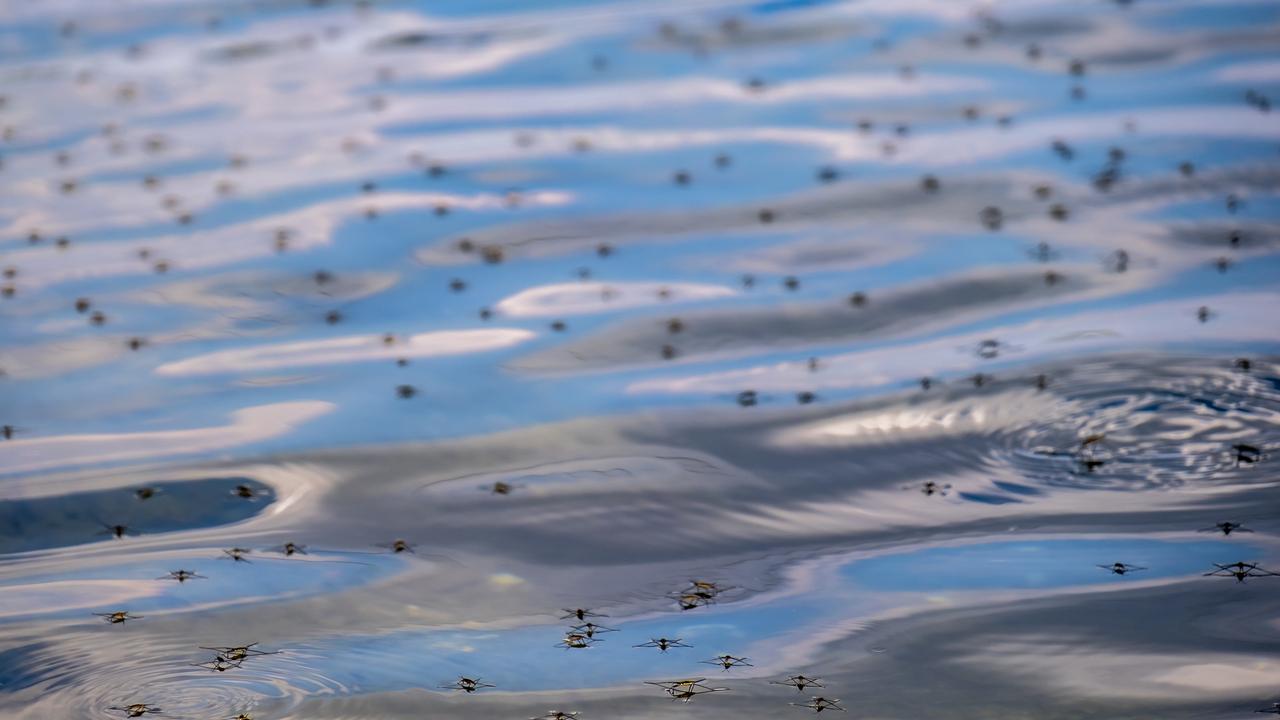 Des moustiques sur l'eau.
Lukassek
Depositphotos [Lukassek]