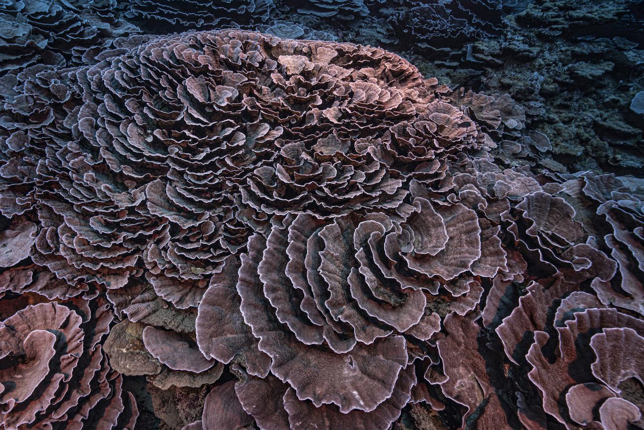 Des coraux en forme de roses dans les eaux au large de Tahiti, en Polynésie française, décembre 2021. [Keystone/AP - Alexis Rosenfeld/@alexis.rosenfeld]
