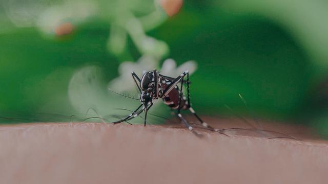 Les moustiques vont-ils nous envahir ? [Pexels]