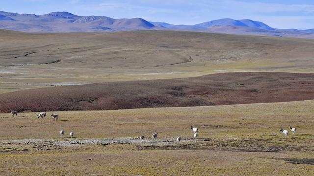 Des antilopes photographiées sur le plateau tibétain. [Zhang Rufen]