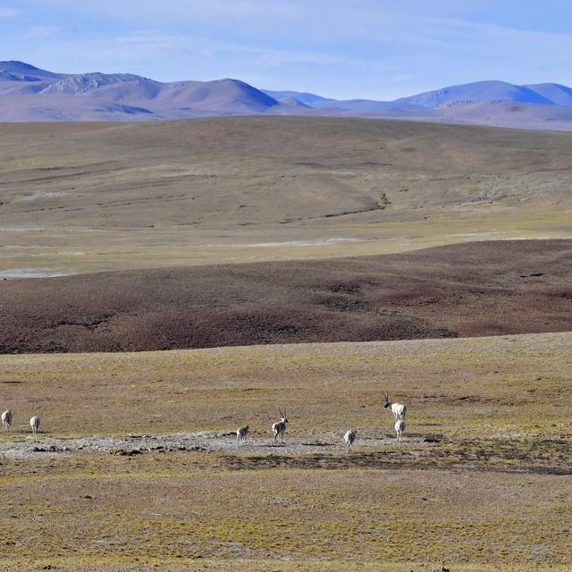 Des antilopes photographiées sur le plateau tibétain. [Zhang Rufen]