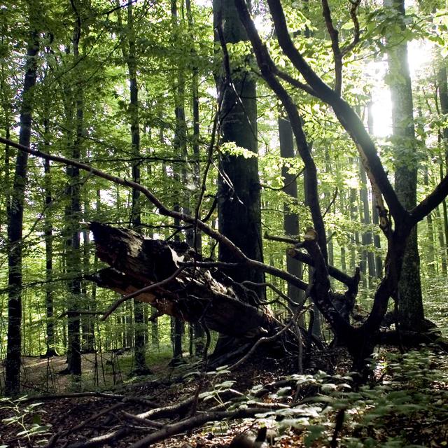 Forêts primaires de hêtres des Carpates. [Keystone - Sigi Tischler]