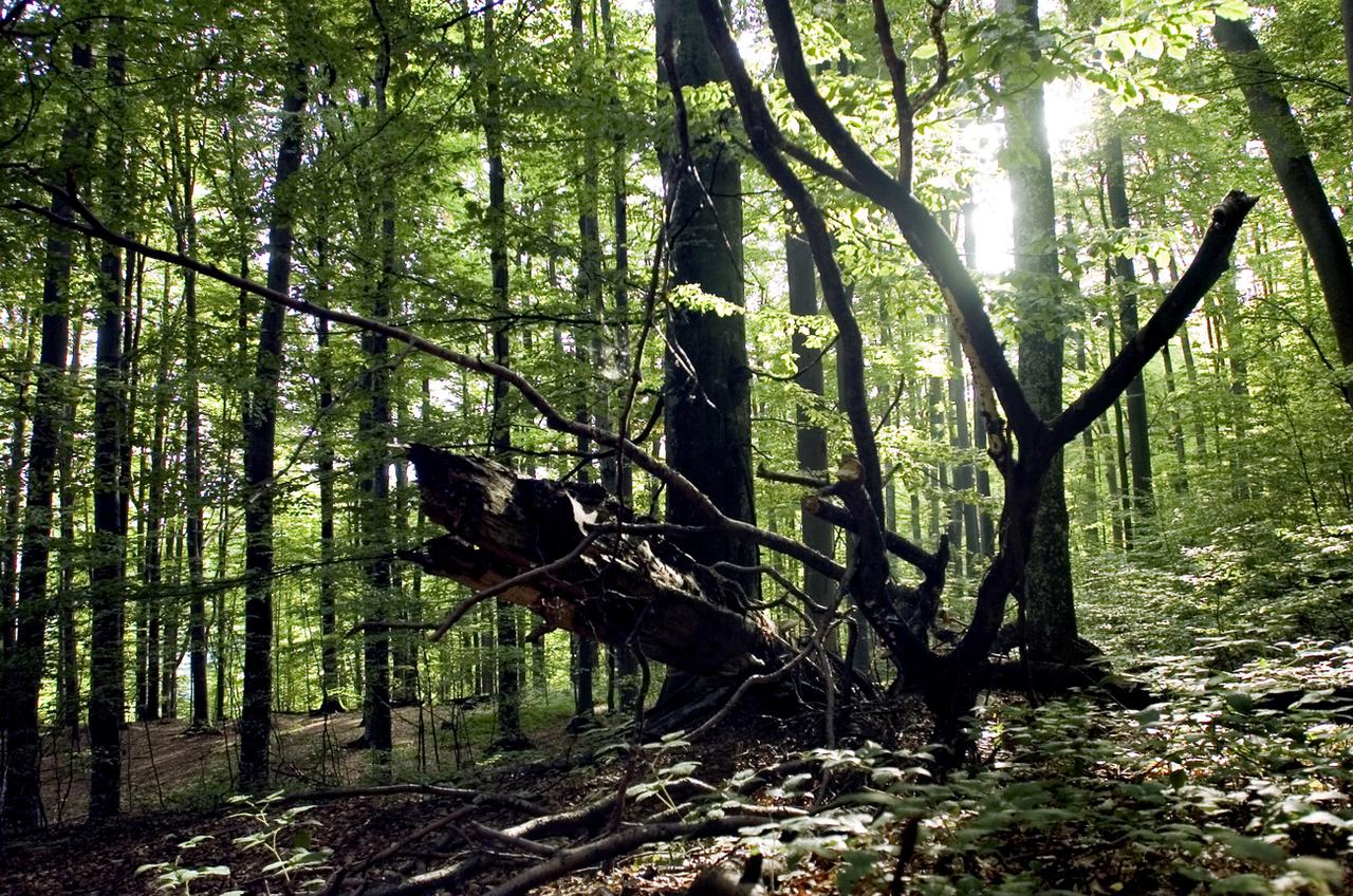 Forêts primaires de hêtres des Carpates. [Keystone - Sigi Tischler]