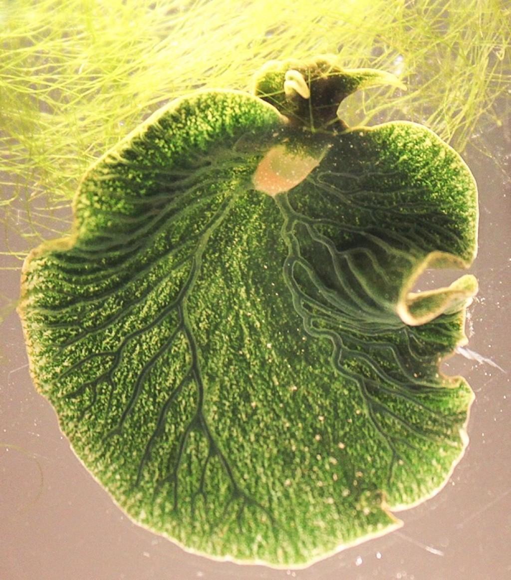 Le mollusque sacoglosse Elysia chlorotica. Une limace de mer consommant son aliment algal Vaucheria litorea. [CC BY 4.0/wikimedia - Karen N. Pelletreau et al.]