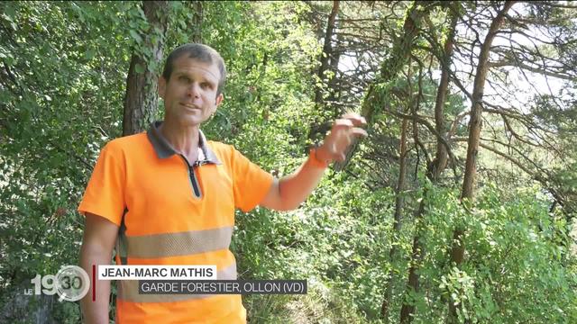 Les forêts, victimes de la sécheresse, sont étroitement surveillées pour éviter des incendies