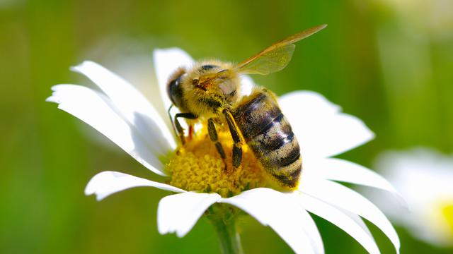 À quoi pensent les abeilles? [depositphotos - Ale-ks]