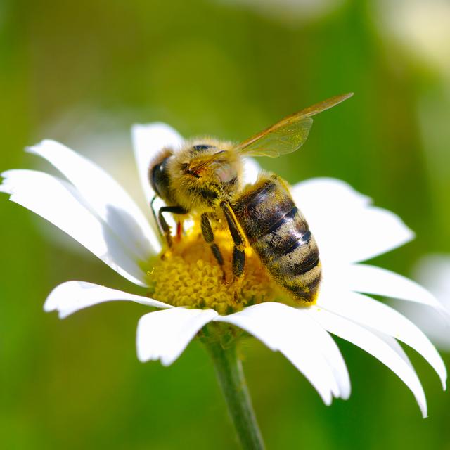 À quoi pensent les abeilles? [depositphotos - Ale-ks]