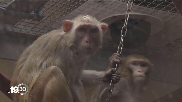 La Faculté de médecine de l'Université de Fribourg possède 13 macaques destinés à servir de cobayes pour la recherche. [RTS - Valérie Gillioz]