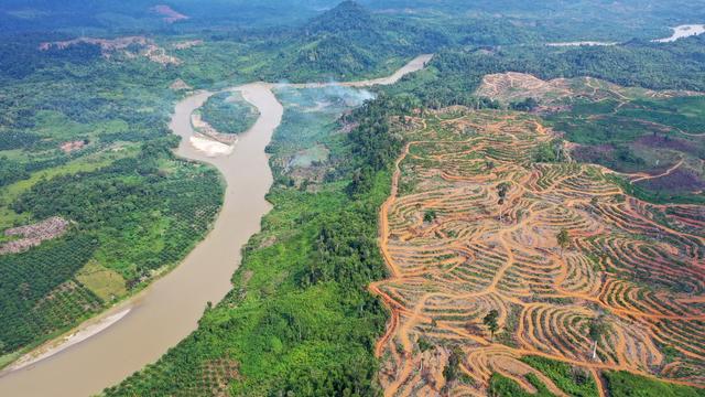 Une plantation d'huile de palme en Indonésie en juillet 2019. [EPA/Keystone - Hotli Simanjuntak]