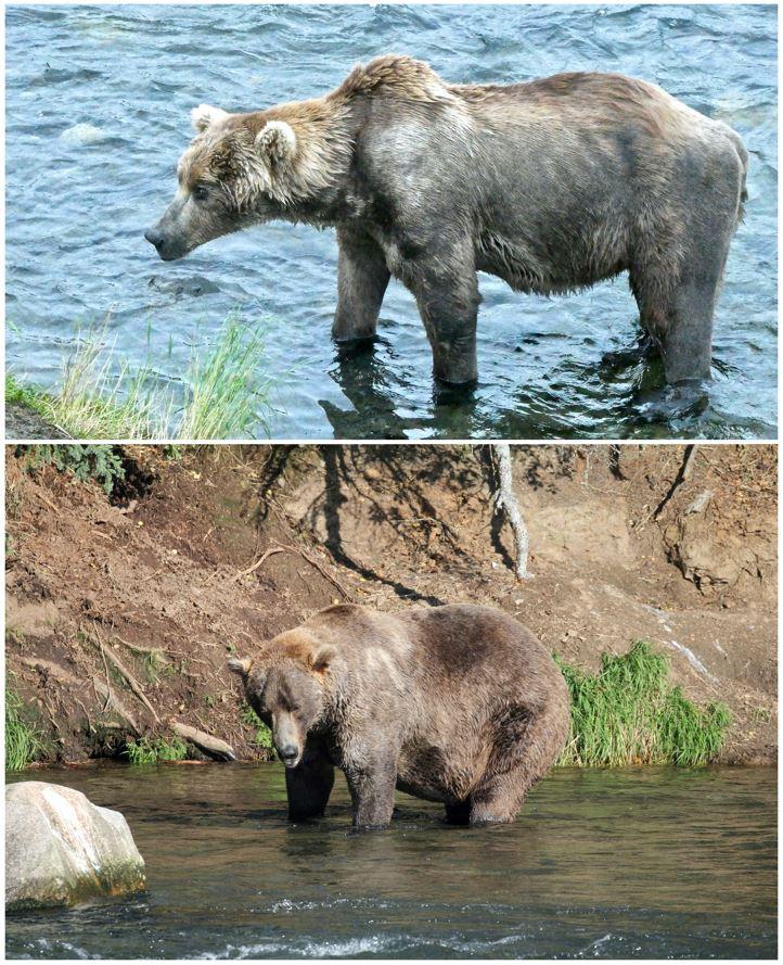 L'ours "Otis" avant sa préparation à l'hibernation, le 26 juillet 2021 (en haut). Et le même après s'être engraissé en vue de l'hiver, le 16 septembre 2021 (en bas). Katmai National Park and Preserve, Alaska. [via Reuters - N.Boak (top)/C. Spencer/Explore.org/U.S. National Park Service]
