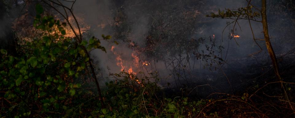 Un incendie s'est déclaré dans la forêt de Brocéliande en Bretagne. [AFP]