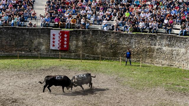 Le combat de reines de la Foire du Valais à Martigny en 2021. [Keystone - Jean-Christophe Bott]