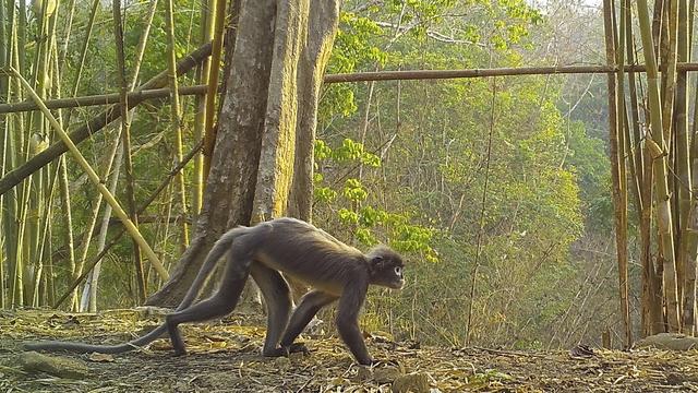 Un singe Langur de Popa se déplace sur le sol d'une forêt du Mékong. [Keystone - World Wildlife Foundation via AP]
