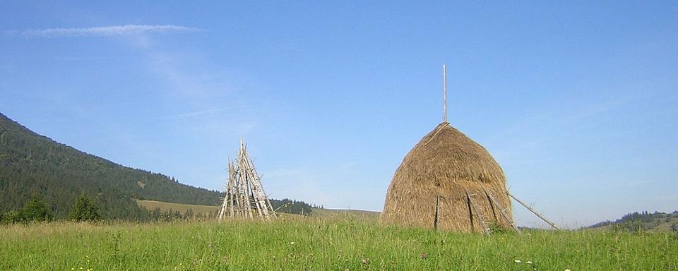 Récolte du foin dans l'oblast de Transcarpatie, à l'ouest de l'Ukraine. Au tournant du XXe siècle, la révolution industrielle ne touche pratiquement pas les Ukrainiens qui restent liés à la terre. L'industrie lourde et l'extraction minière emploient principalement des Russes tandis que l'agriculture industrielle est le fait de nobles Russes et Polonais ainsi que des colons allemands. Le commerce est lui aussi entre les mains des Russes et des Juifs. En conséquence, les villes principales sont habitées majoritairement par des non Ukrainiens. [wikimedia - Petr Adam Dohnálek]