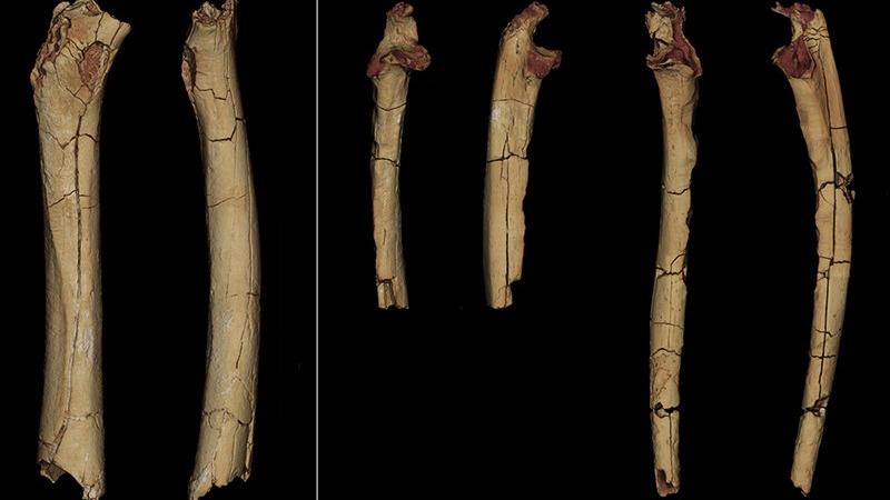 Le fémur (à gauche) et les os des bras droit et gauche du Sahelanthropus tchadensis découverts en 2001. [CNRS – Université de Poitiers - Franck Guy/PALEVOPRIM]
