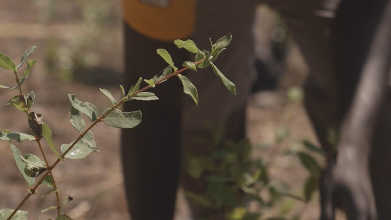 Le chèvrefeuille planté sur les terres de Jean-Blaise Gollut à Saillon est particulièrement résistant aux grands froids, au contraire de la vigne. [RTS]