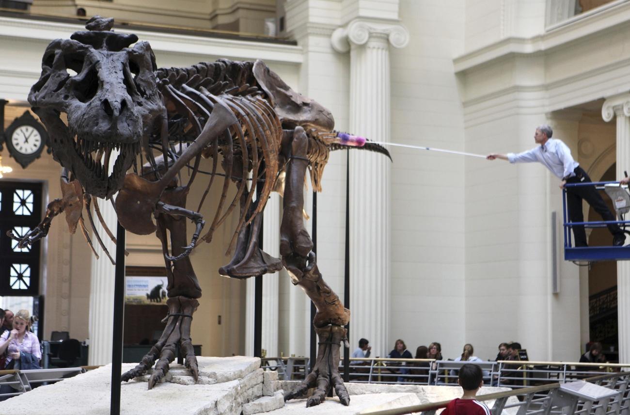 Le squelette de Sue est débarrassé de sa poussière au Field Museum de Chicago. [Keystone/AP photo - Kiichiro Sato]